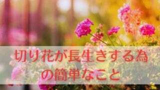 切り花が長生きする